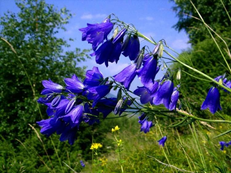 Campaluna sp. (Çan Çiçeği) Sadece Çoruh Vadisi nde yetişen türün soyu, tüm Avrupa da tehlike altına girdi.