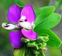 Phoenix theoprax (Datça Hurması) Datça Yarımadasında bulunmaktadır. Sahil alanlarında vazgeçilemeyen peyzaj bitkilerindendir.