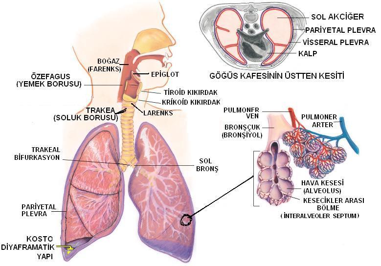Obstriktif ve Restriktif Akciğer Hastalıkları GİRİŞ Akciğerlerin temel fizyolojik rolü metabolizma için dokulara oksijen sağlamak ve bu metabolizmadan oluşan karbondioksiti vücuttan uzaklaştırmaktır.