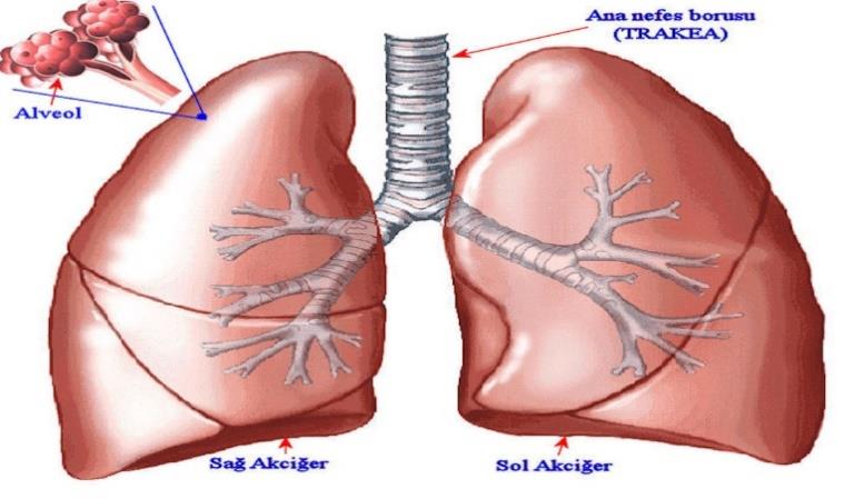 Obstriktif ve Restriktif Akciğer Hastalıkları Burun, ağız, burun boşluğu ve farinks (yutak) ve larinksten (gırtlak) oluşan yapıya üst solunum yolu adı verilir.