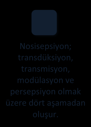 Ağrı Fizyopatolojisi Nosisepsiyon, ağrılı bir uyaranın neden olduğu doku hasarı ile ağrının algılanması arasındaki tüm elektrokimyasal olayları içeren nöral süreçtir.