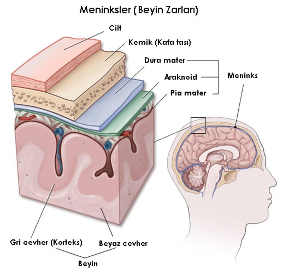 Nörolojik Aciller Homeostazis Akut düzenlemesi Sinir Sistemi sorumludur. Şekil 11.3.: MSS zarları Periferik sinir sistemini oluşturan spinal sinirler 31 çifttir.