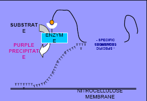 III. Konjugat : Streptavedin-peroksidaz yada alkalen fosfataz içeren konjugat solusyonu PCR aşamasında biotin ile işaretlenmiş uçlara bağlanır ve biotinstrepteavidin kompleksleri oluşur. IV.