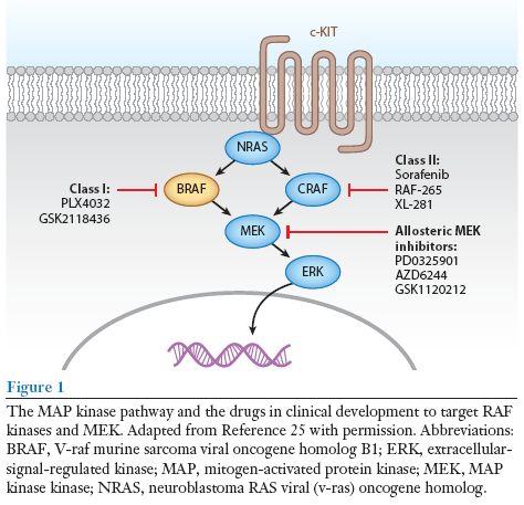 Patogenez: Mitojen Aktive Protein kinaz yolağı Hücre yüzeyinden