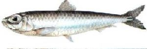 8 Balık Nasıl Seçilir ve Hazırlanır Marmara'da çıkan, daha küçük ve göç etmeyen bir hamsi türü de vardır. Aynı tür Kuzey Ege'de de bulunur. Bu hamsinin sırt rengi daha açıktır.