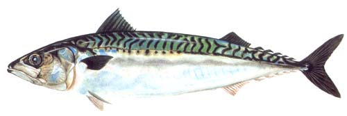 9 Balık Nasıl Seçilir ve Hazırlanır USKUMRU: Kolyoza çok benzeyen ve sürüler halinde dolaşan göçmen bir balıktır. Denizlerimizde 30 cm civarında olan uskumru Kuzey Denizi'nde 50 cm.e kadar büyür.