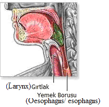 i üstten örten, larinks boşluğunu yutma sırasında kapatan, fibröz kıkırdaktan yapılı ince, yaprak şeklinde kapakçık Glottis (glotis): Gırtlaktaki ses telleri ve bunların arasındaki
