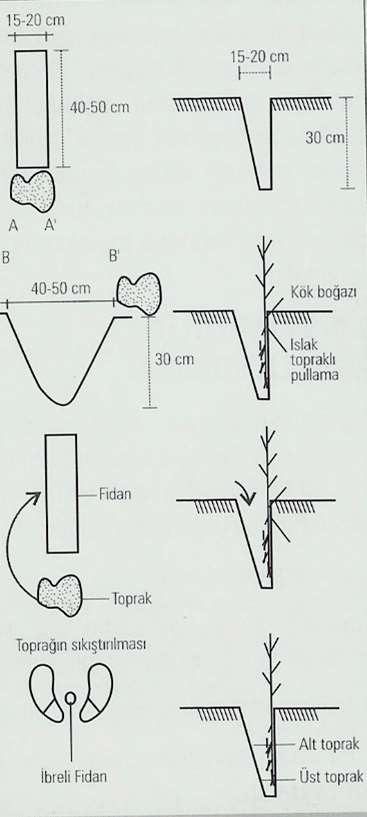 Çapa ile Çukurda Kenar Dikimi (Çapa