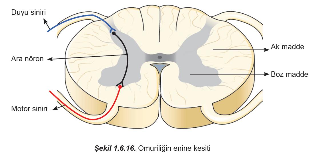 Omurilik, iç kısımda gri maddeden yani perikaryonlardan yani sinir hücre gövdelerinden, dış kısımda ise sinir liflerinden