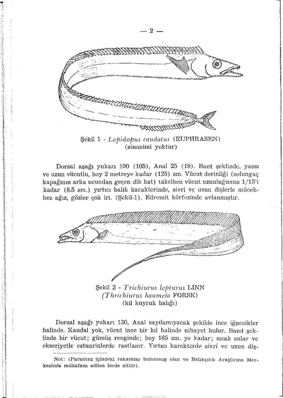 (Şekil-1). Edremit körfezinde avlanmıştır. (Thrichiurus haumela FORSK) (kıl kuyruk balığı) Dorsal aşağı yukarı 130, Anal sayılamıyacak şekilde ince iğnecikler halinde.