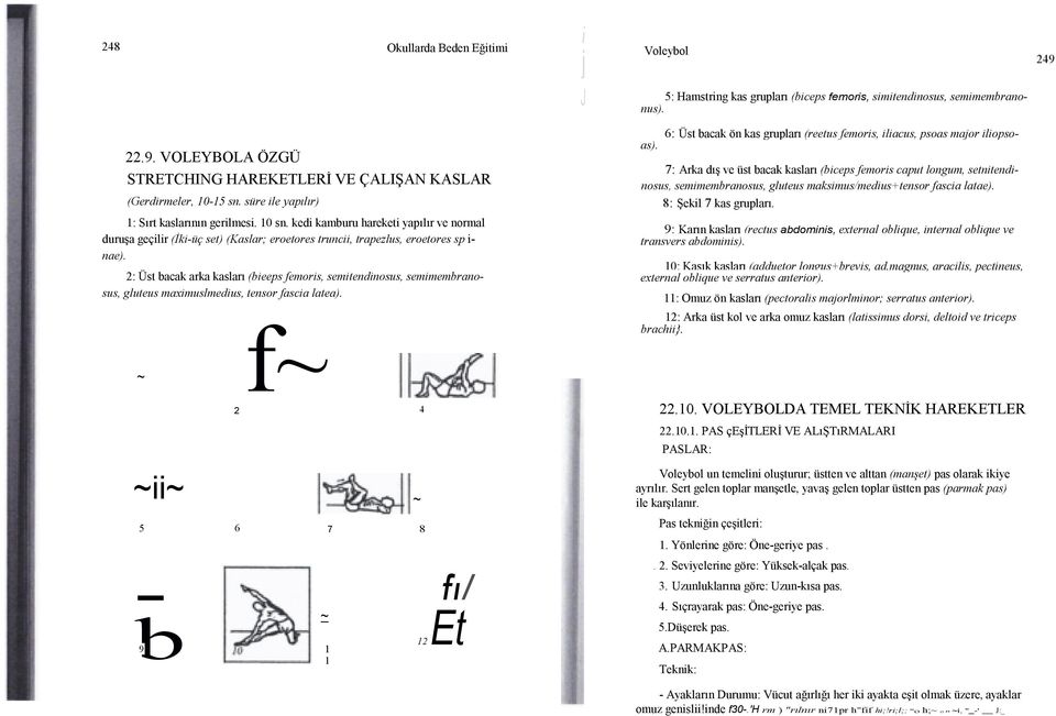 6: Üst bacak ön kas grupları (reetus femors, lacus, psoas major lopso- 7: Arka dış ve üst bacak kasları (bceps femors caput longum, setntendnosus, semmembranosus, gluteus maksmus/medus+tensor fasca