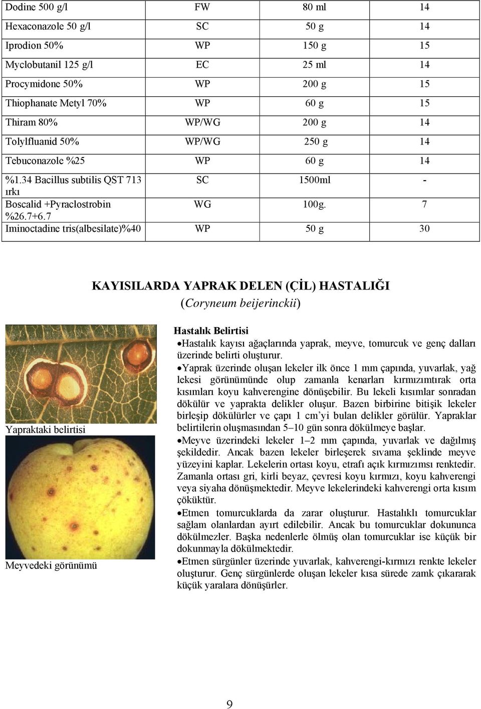 7 Iminoctadine tris(albesilate)%40 WP 50 g 30 KAYISILARDA YAPRAK DELEN (ÇİL) HASTALIĞI (Coryneum beijerinckii) Yapraktaki belirtisi Meyvedeki görünümü Hastalık Belirtisi Hastalık kayısı ağaçlarında