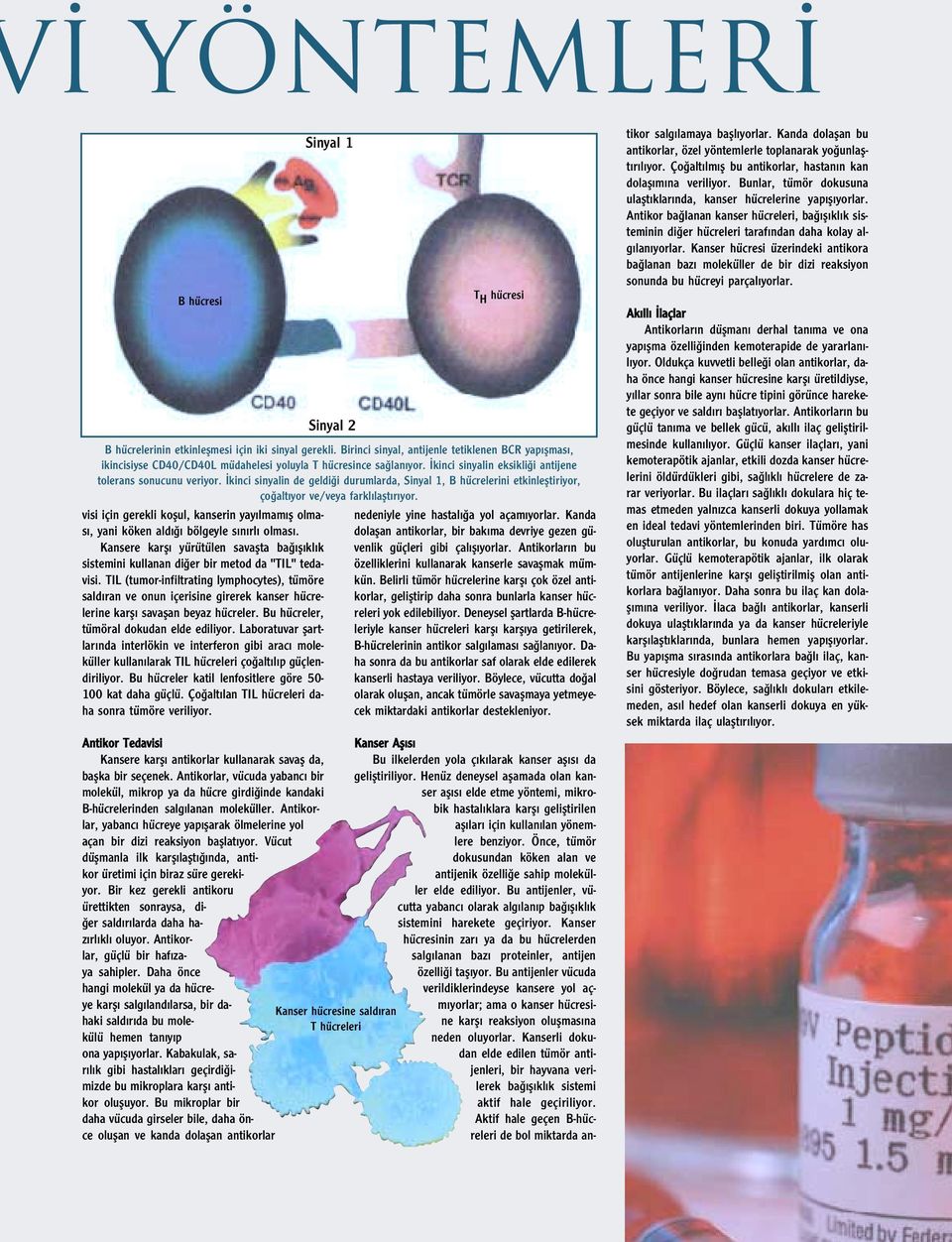 TIL (tumor-infiltrating lymphocytes), tümöre sald ran ve onun içerisine girerek kanser hücrelerine karfl savaflan beyaz hücreler. Bu hücreler, tümöral dokudan elde ediliyor.