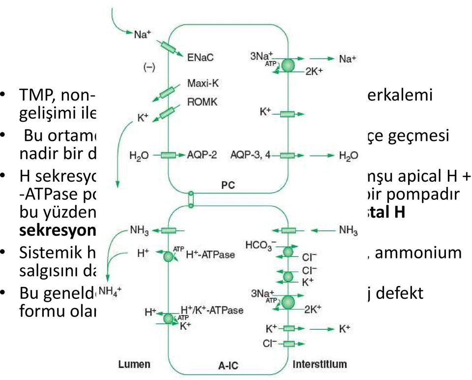 H sekresyonu Tip A intercalated hücrelere komşu apical H + -ATPase pompası ile olur ki bu da elekrojenik bir pompadır bu yüzden