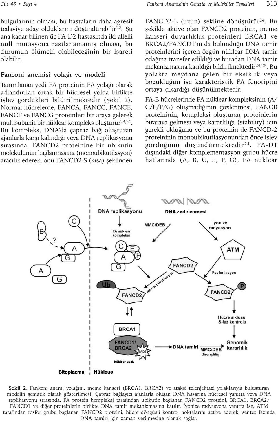 Fanconi anemisi yolaðý ve modeli Tanýmlanan yedi FA proteinin FA yolaðý olarak adlandýrýlan ortak bir hücresel yolda birlikte iþlev gördükleri bildirilmektedir (Þekil 2).