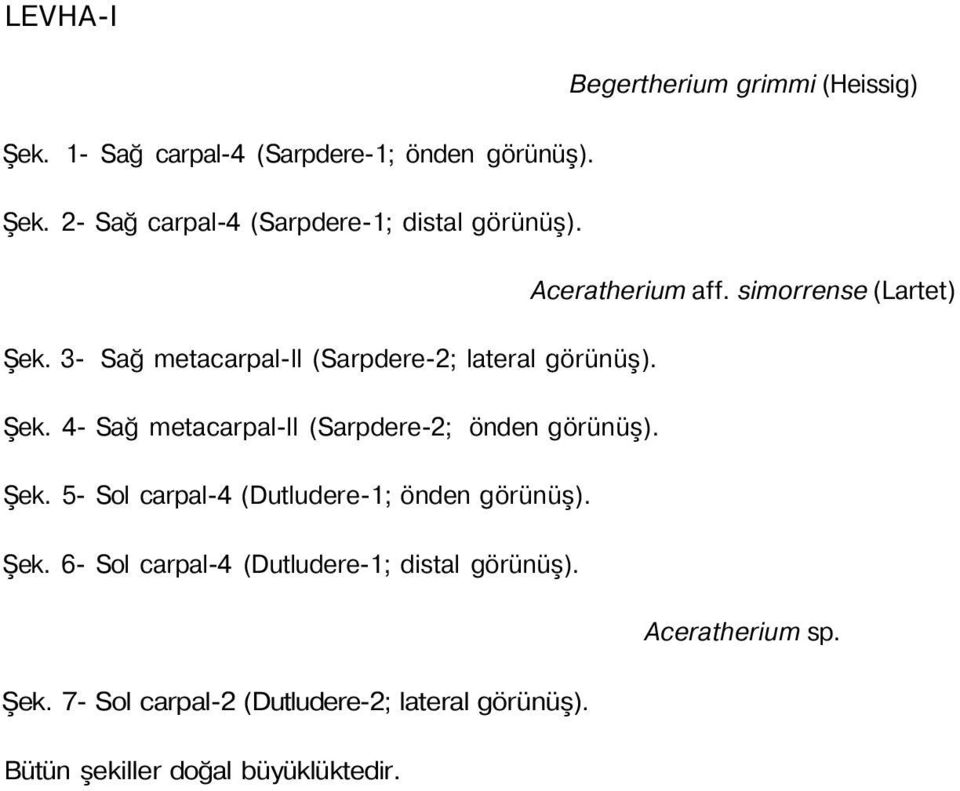 Şek. 5- Sol carpal-4 (Dutludere-1; önden görünüş). Şek. 6- Sol carpal-4 (Dutludere-1; distal görünüş). Aceratherium sp. Şek. 7- Sol carpal-2 (Dutludere-2; lateral görünüş).