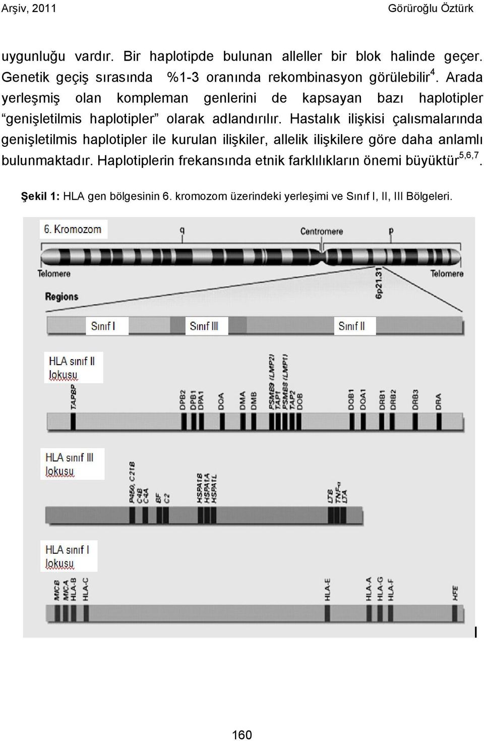 Arada yerleşmiş olan kompleman genlerini de kapsayan bazı haplotipler genişletilmis haplotipler olarak adlandırılır.