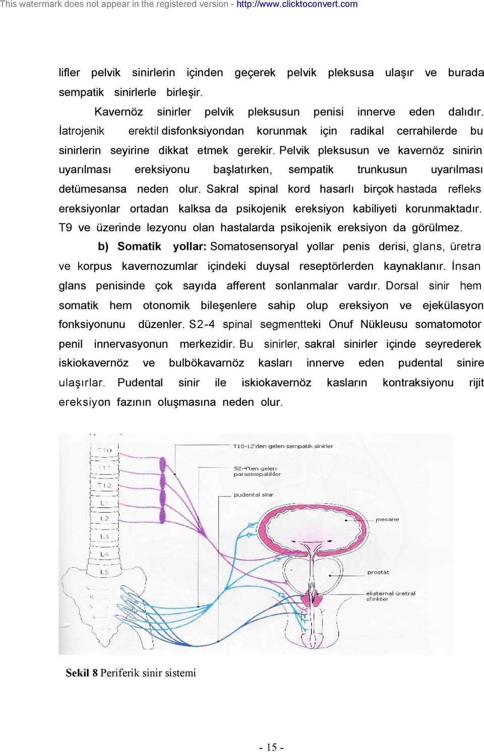 Pelvik pleksusun karnöz sinirin uyarılması ereksiyonu başlatırken, sempatik trunkusun uyarılması detümesansa neden olur.