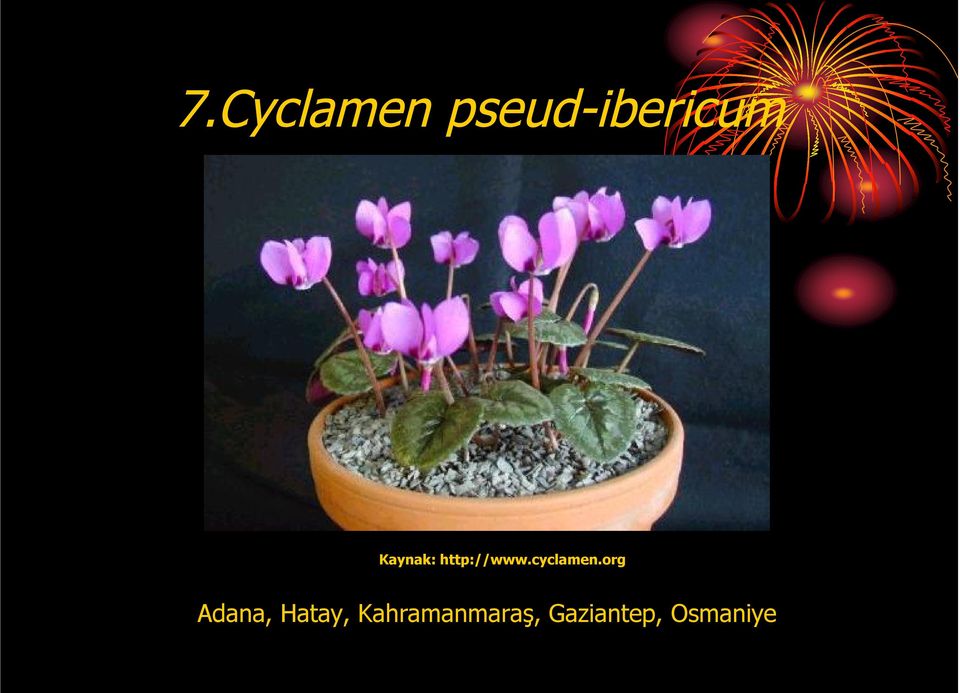 cyclamen.