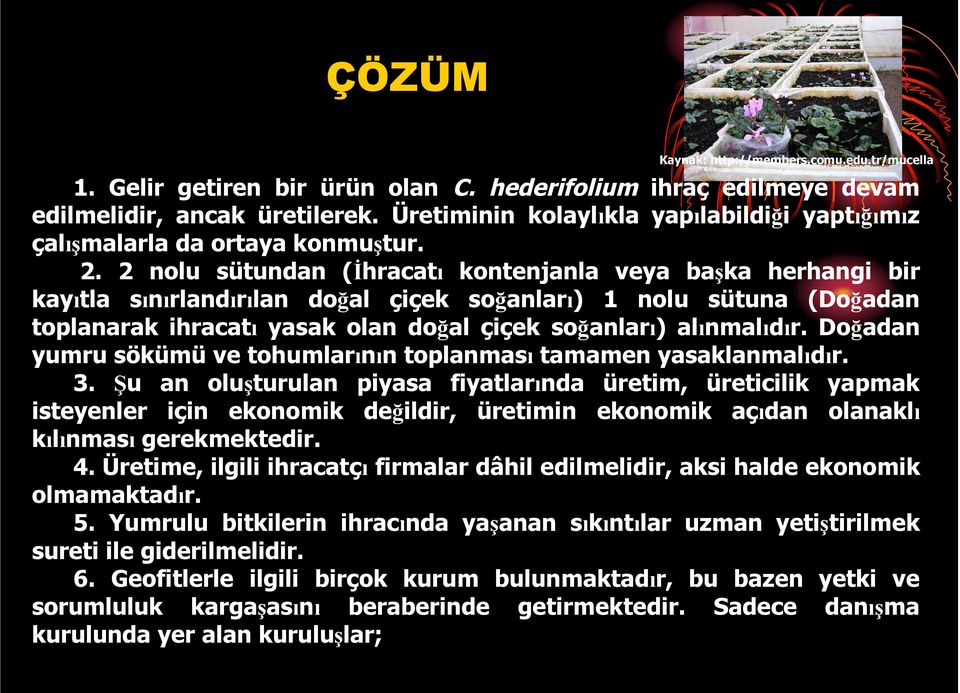 2 nolu sütundan (İhracatı kontenjanla veya başka herhangi bir kayıtla sınırlandırılan doğal çiçek soğanları) 1 nolu sütuna (Doğadan toplanarak ihracatı yasak olan doğal çiçek soğanları) alınmalıdır.