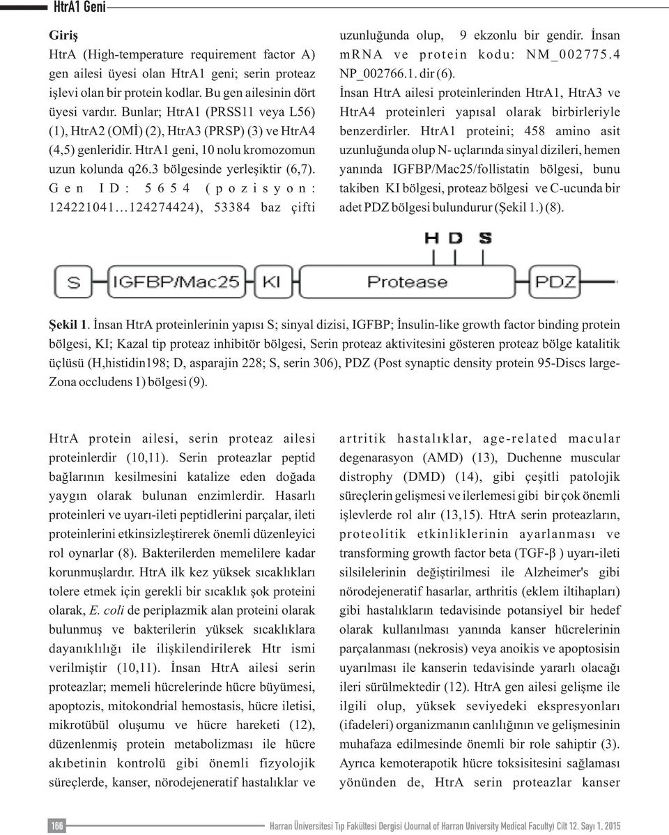 G e n I D : 5 6 5 4 ( p o z i s y o n : 124221041 124274424), 53384 baz çifti uzunluğunda olup, 9 ekzonlu bir gendir. İnsan mrna ve protein kodu: NM_002775.4 NP_002766.1. dir (6).