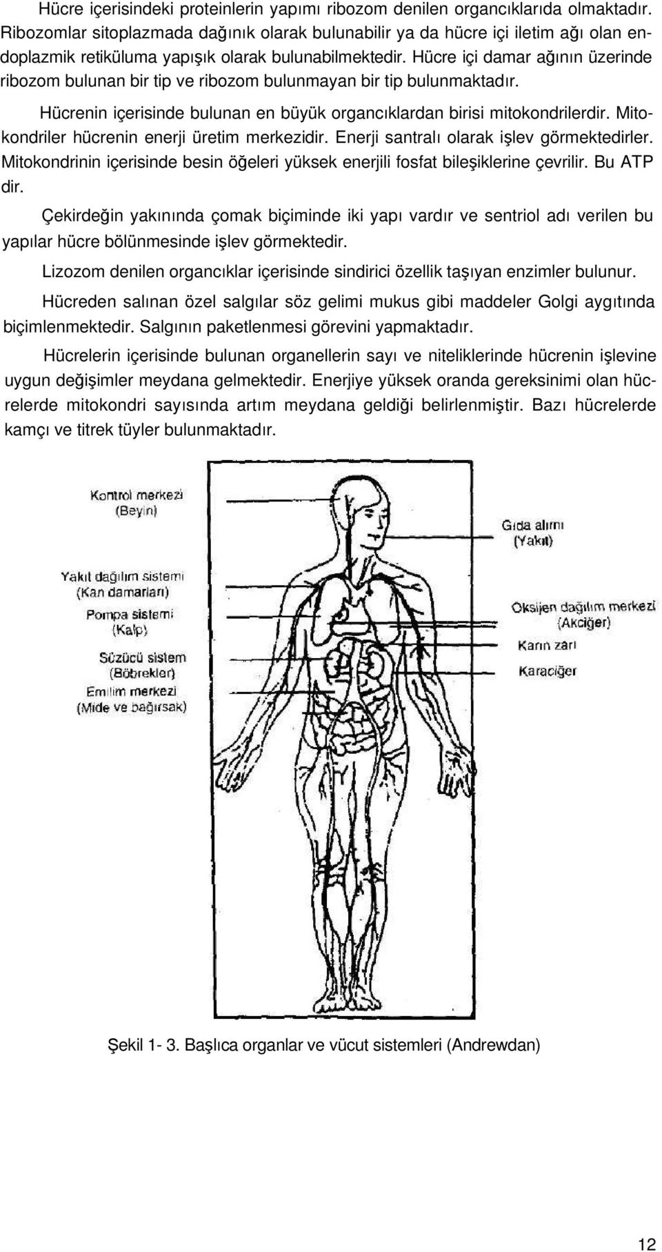 Hücre içi damar ağının üzerinde ribozom bulunan bir tip ve ribozom bulunmayan bir tip bulunmaktadır. Hücrenin içerisinde bulunan en büyük organcıklardan birisi mitokondrilerdir.