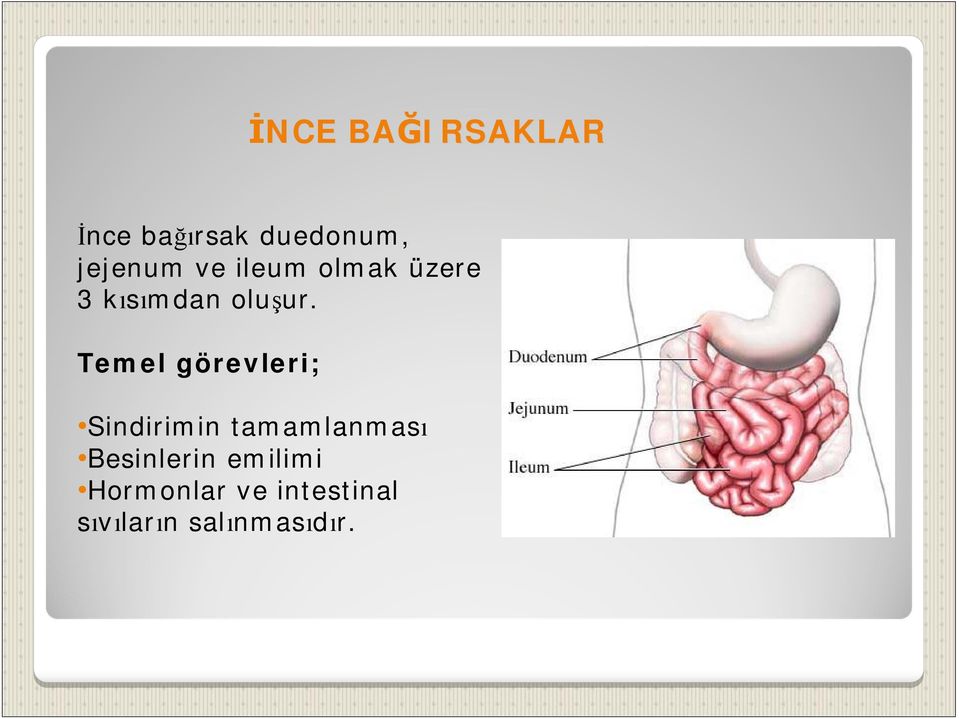 Temel görevleri; Sindirimin tamamlanmas