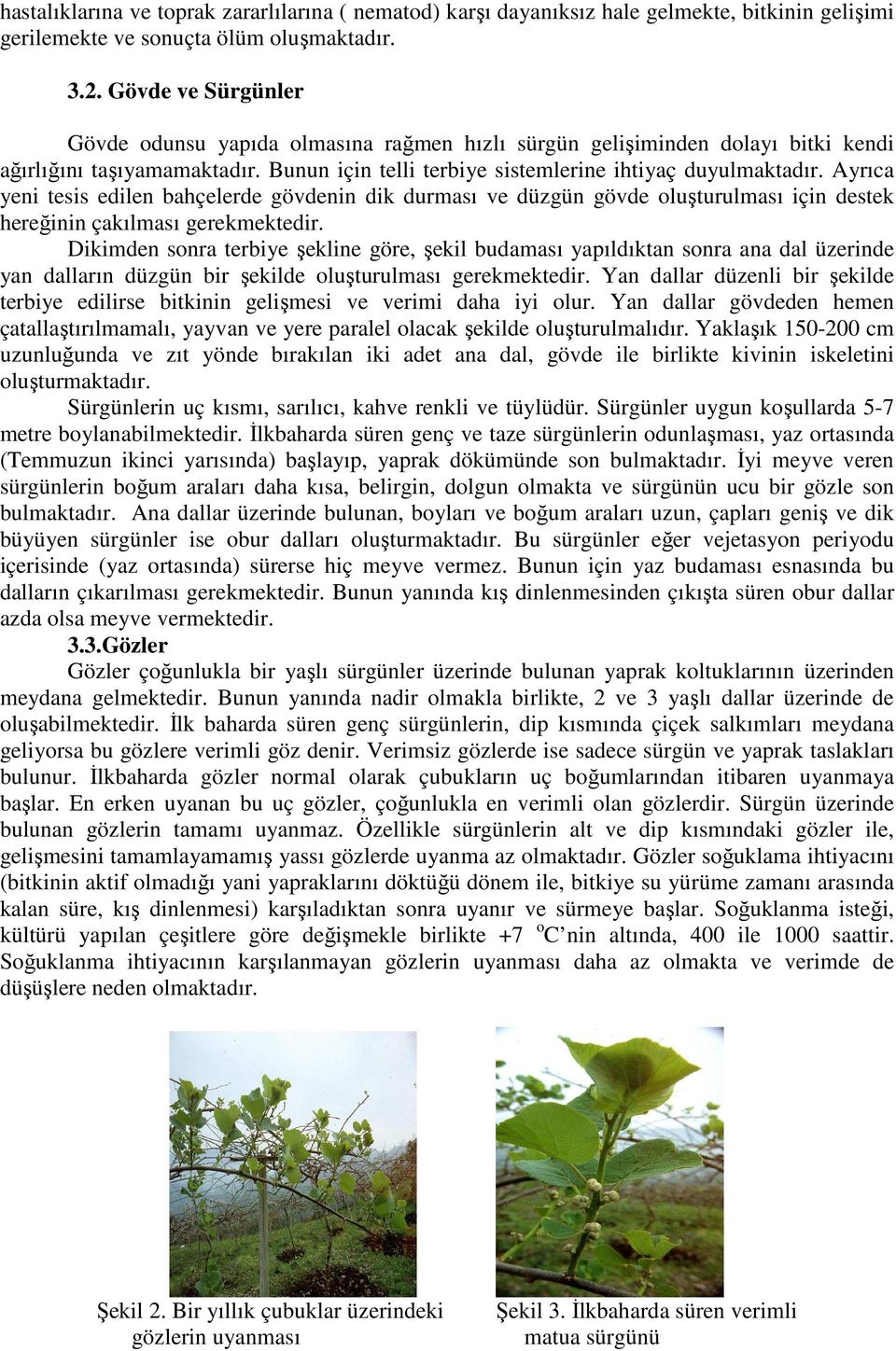 Ayrıca yeni tesis edilen bahçelerde gövdenin dik durması ve düzgün gövde oluşturulması için destek hereğinin çakılması gerekmektedir.