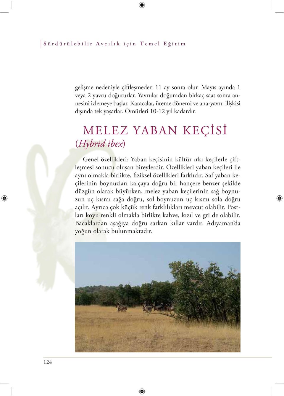 MELEZ YABAN KEÇİSİ (Hybrid ibex) Genel özellikleri: Yaban keçisinin kültür ırkı keçilerle çiftleşmesi sonucu oluşan bireylerdir.