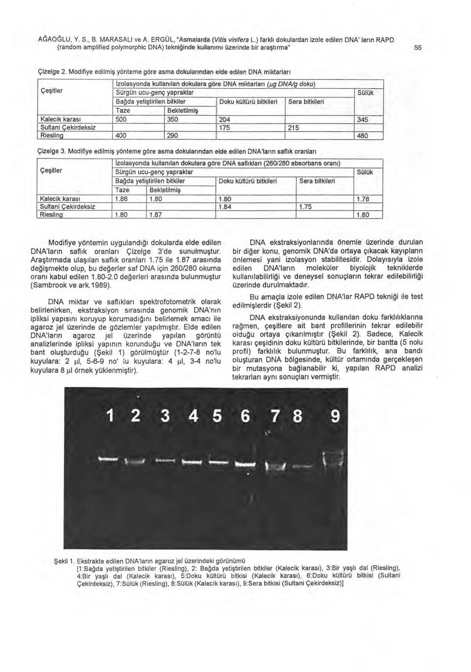 Modifiye edilmi ş yönteme göre asma dokular ı ndan elde edilen DNA miktarlar ı İzolasyonda kullan ı lan dokulara göre DNA miktarlar ı (iıg DNA/g doku) Sürgün ucu-genç yapraklar Sülük Ba ğ da yeti