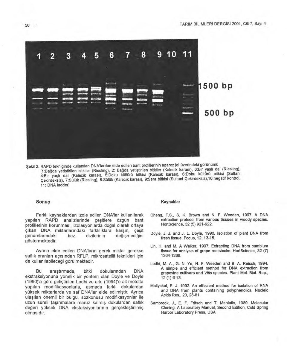 3:Bir ya ş l ı dal (Riesling), 4:Bir ya ş l ı dal (Kalecik karas ı), 5:Doku kültürü bitkisi (Kalecik karas ı), 6:Doku kültürü bitkisi (Sultani Çekirdeksiz), 7:Sülük (Riesling), 8:Sülük (Kalecik karas