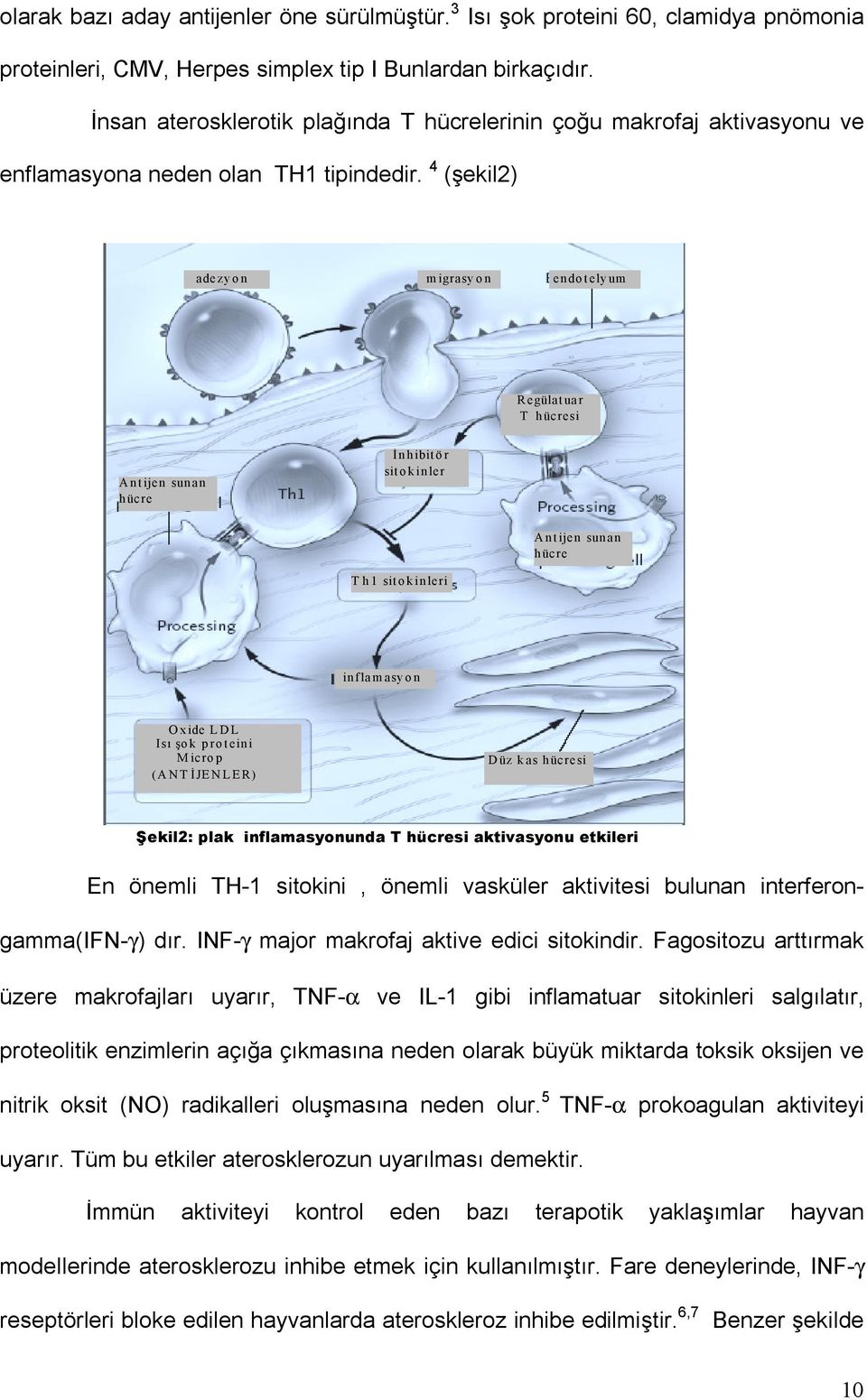 4 (şekil2) adezyon migrasyon endotelyum Regülatuar T hücresi Antijen sunan hücre İnhibitör sitokinler Antijen sunan hücre Th1 sitokinleri inflamasyon Oxide LDL Isõ şok proteini Microp (ANT İJENLER)