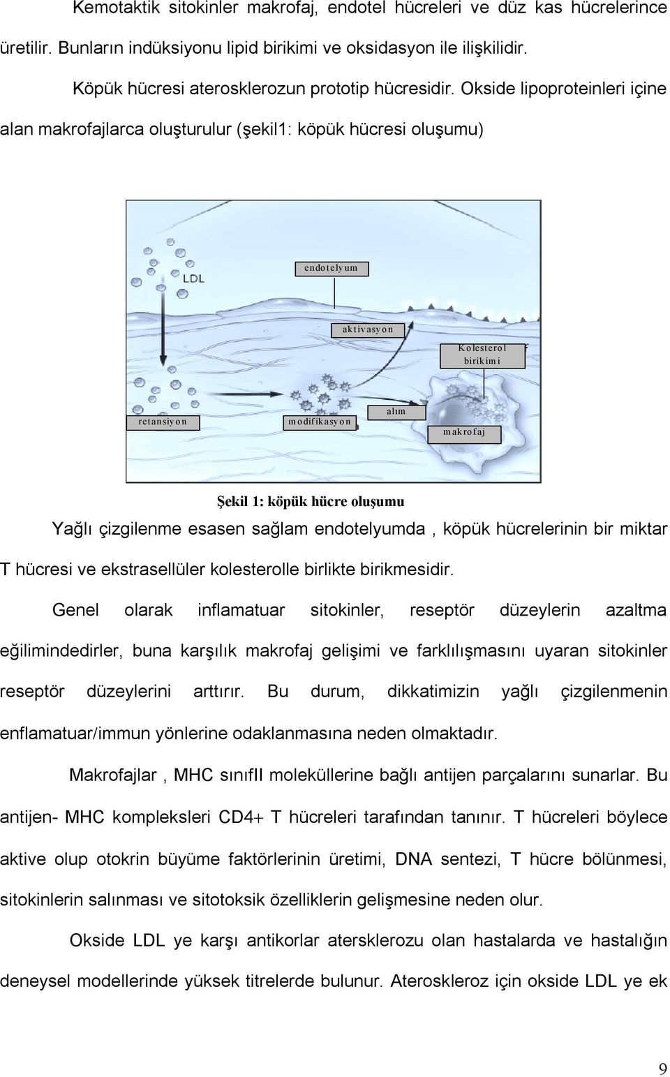 oluşumu Yağlõ çizgilenme esasen sağlam endotelyumda, köpük hücrelerinin bir miktar T hücresi ve ekstrasellüler kolesterolle birlikte birikmesidir.