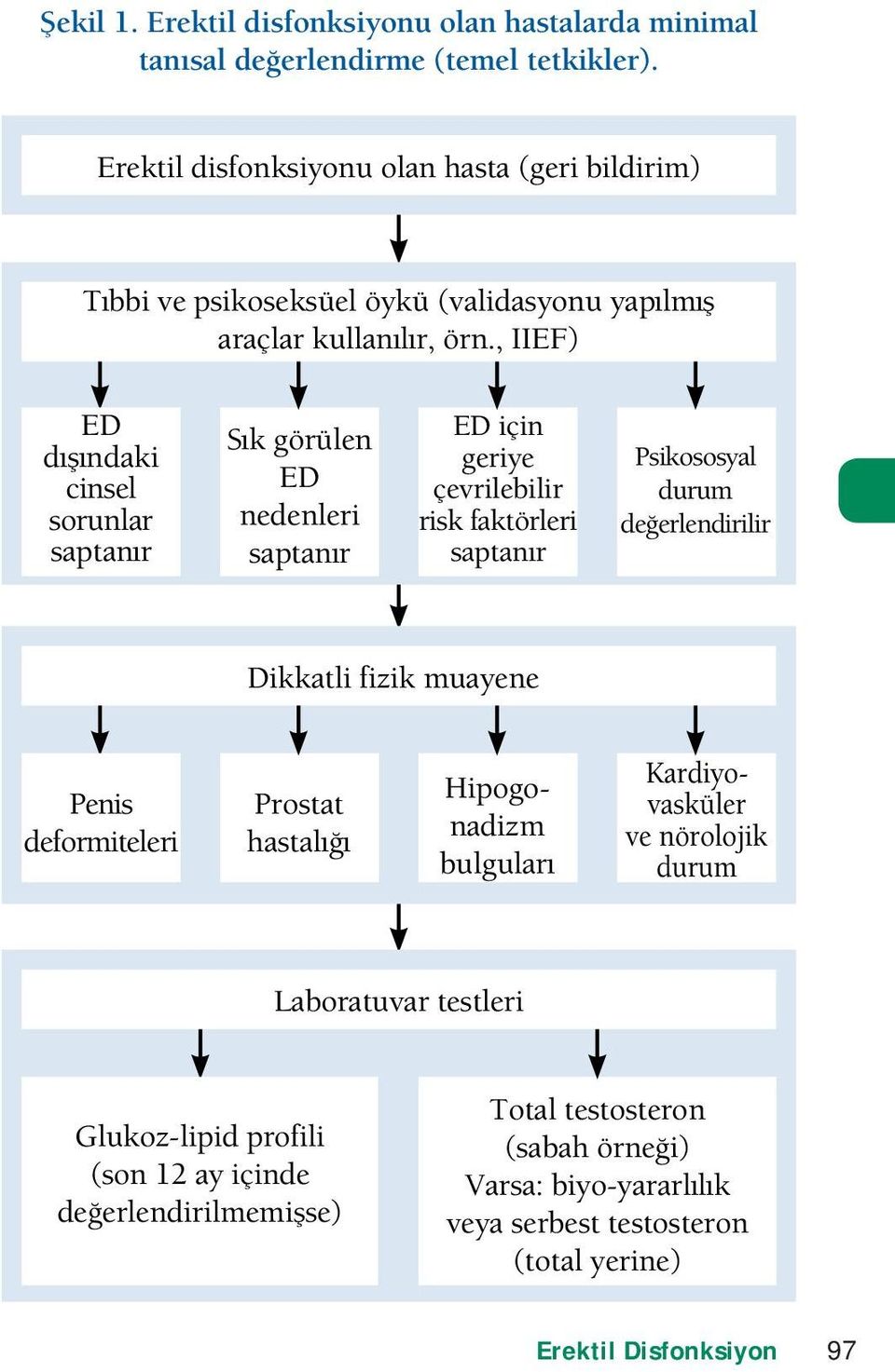 değerlendirilir Dikkatli fizik muayene Penis deformiteleri Prostat hastalığı Hipogonadizm bulguları Kardiyovasküler ve nörolojik durum Laboratuvar