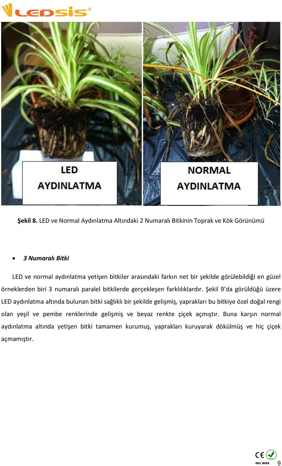 farkın net bir şekilde görülebildiği en güzel örneklerden biri 3 numaralı paralel bitkilerde gerçekleşen farklılıklardır.