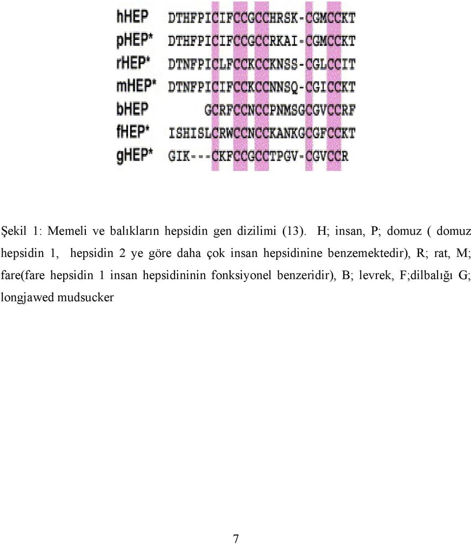 insan hepsidinine benzemektedir), R; rat, M; fare(fare hepsidin 1