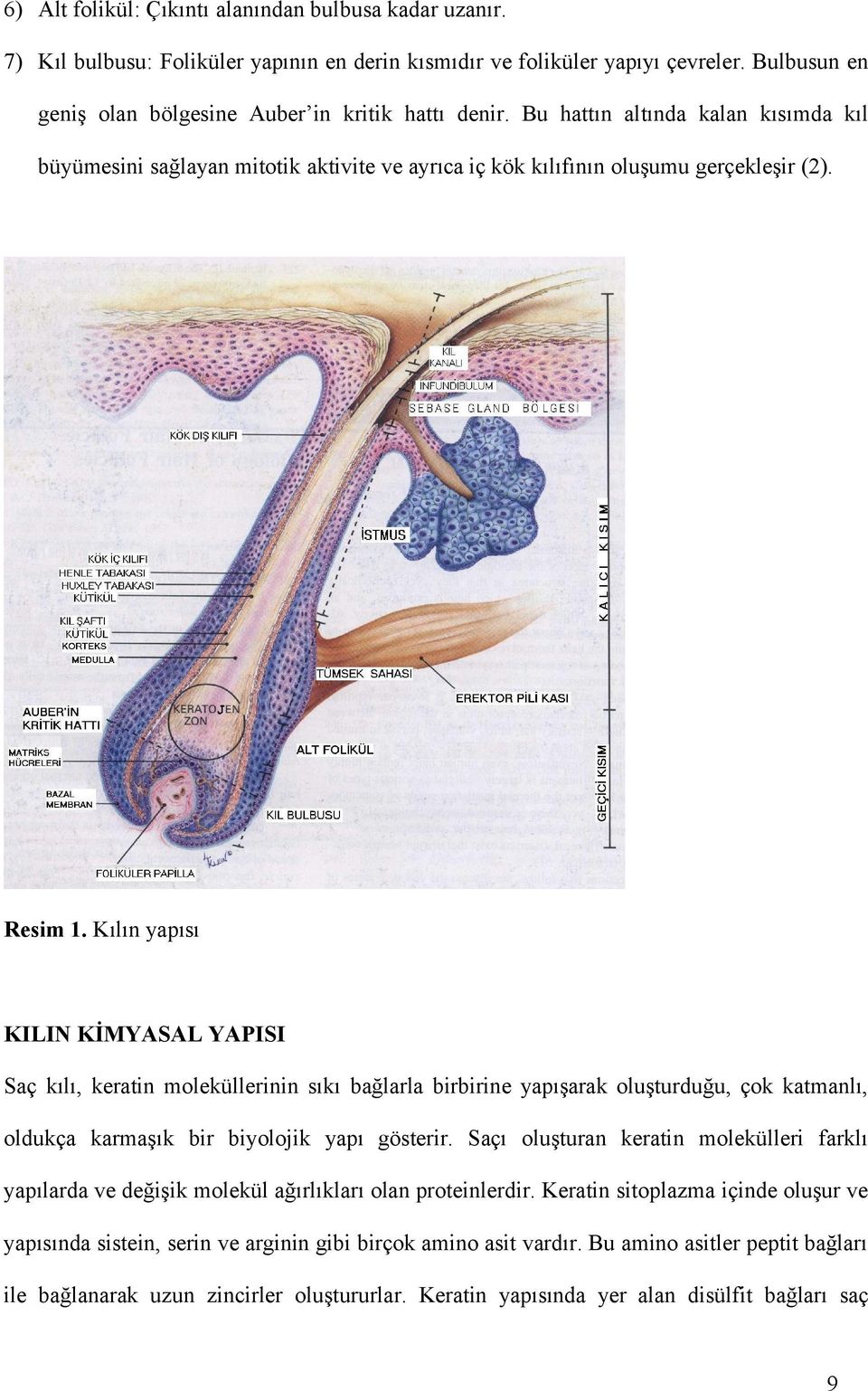 Kılın yapısı KILIN KİMYASAL YAPISI Saç kılı, keratin moleküllerinin sıkı bağlarla birbirine yapışarak oluşturduğu, çok katmanlı, oldukça karmaşık bir biyolojik yapı gösterir.