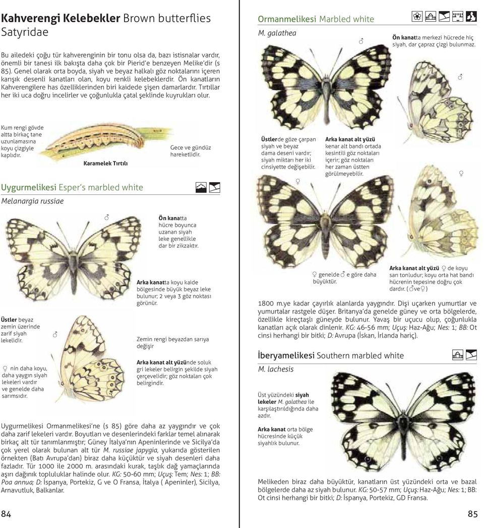 Ön kanatların Kahverengilere has özelliklerinden biri kaidede şişen damarlardır. Tırtıllar her iki uca doğru incelirler ve çoğunlukla çatal şeklinde kuyrukları olur. Ormanmelikesi Marbled white M.