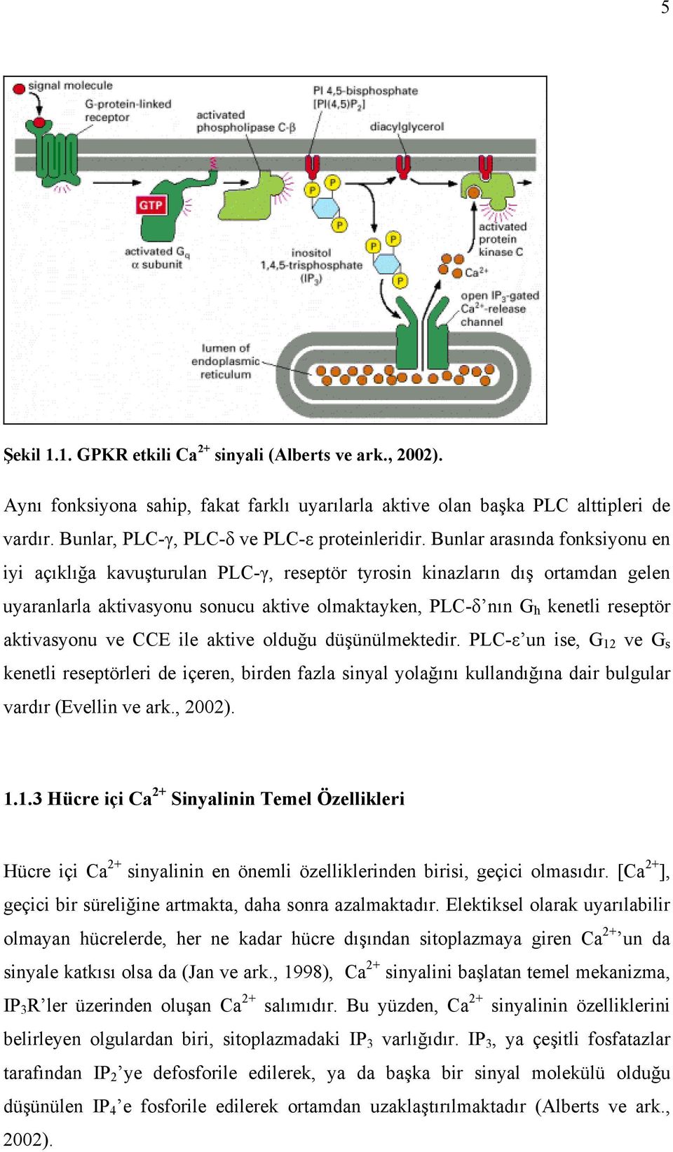 aktivasyonu ve CCE ile aktive olduğu düşünülmektedir. PLC ε un ise, G 12 ve G s kenetli reseptörleri de içeren, birden fazla sinyal yolağını kullandığına dair bulgular vardır (Evellin ve ark., 2002).