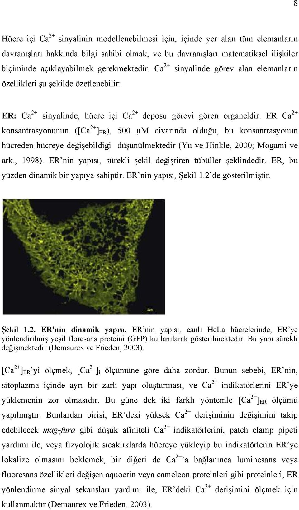 ER Ca 2+ konsantrasyonunun ([Ca 2+ ] ER ), 500 M civarında olduğu, bu konsantrasyonun hücreden hücreye değişebildiği düşünülmektedir (Yu ve Hinkle, 2000; Mogami ve ark., 1998).