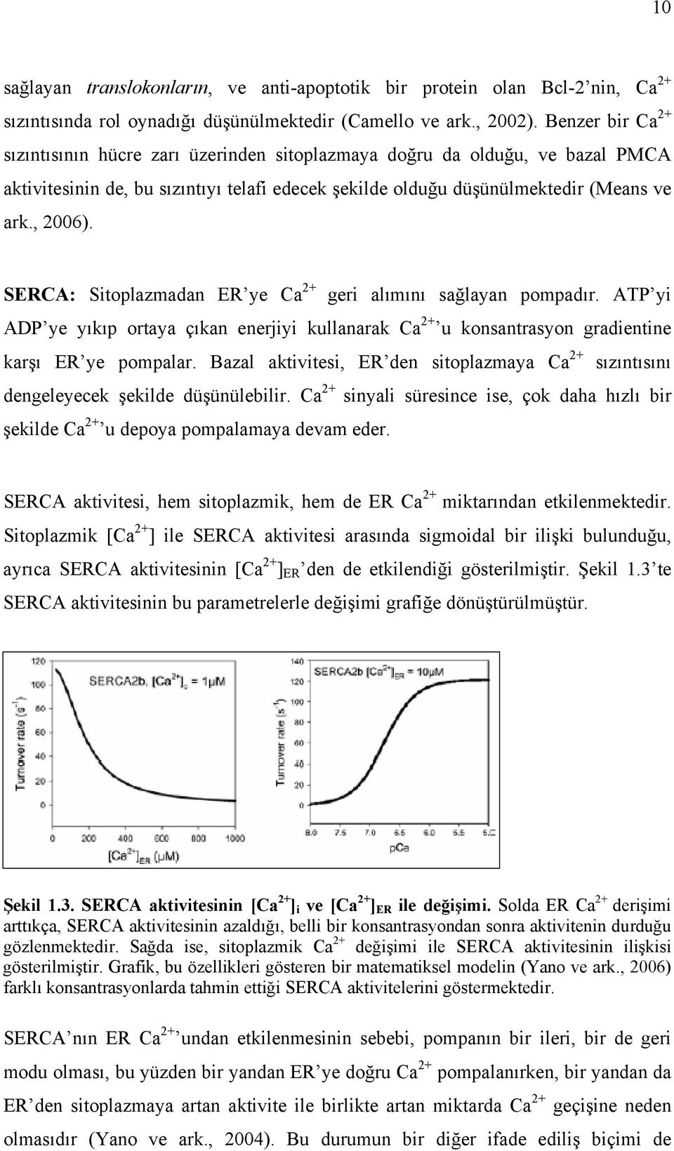 SERCA: Sitoplazmadan ER ye Ca 2+ geri alımını sağlayan pompadır. ATP yi ADP ye yıkıp ortaya çıkan enerjiyi kullanarak Ca 2+ u konsantrasyon gradientine karşı ER ye pompalar.