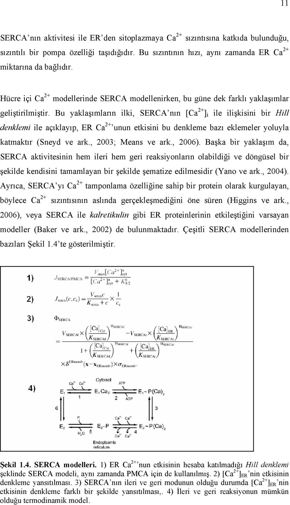 Bu yaklaşımların ilki, SERCA nın [Ca 2+ ] i ile ilişkisini bir Hill denklemi ile açıklayıp, ER Ca 2+ unun etkisini bu denkleme bazı eklemeler yoluyla katmaktır (Sneyd ve ark., 2003; Means ve ark.