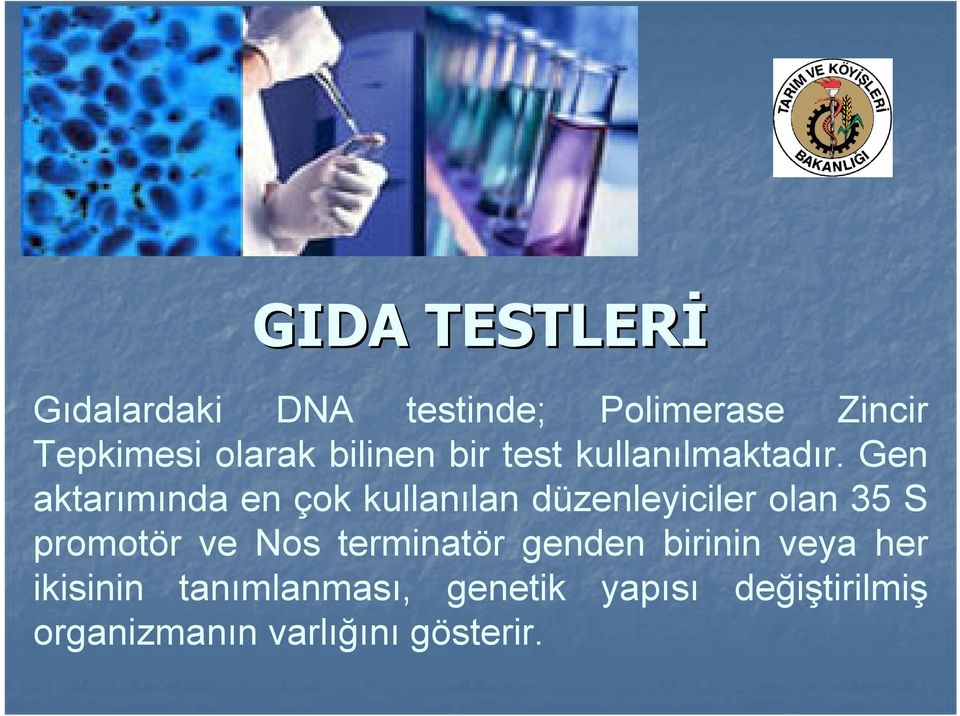 Gen aktarımında en çok kullanılan düzenleyiciler olan 35 S promotör ve Nos