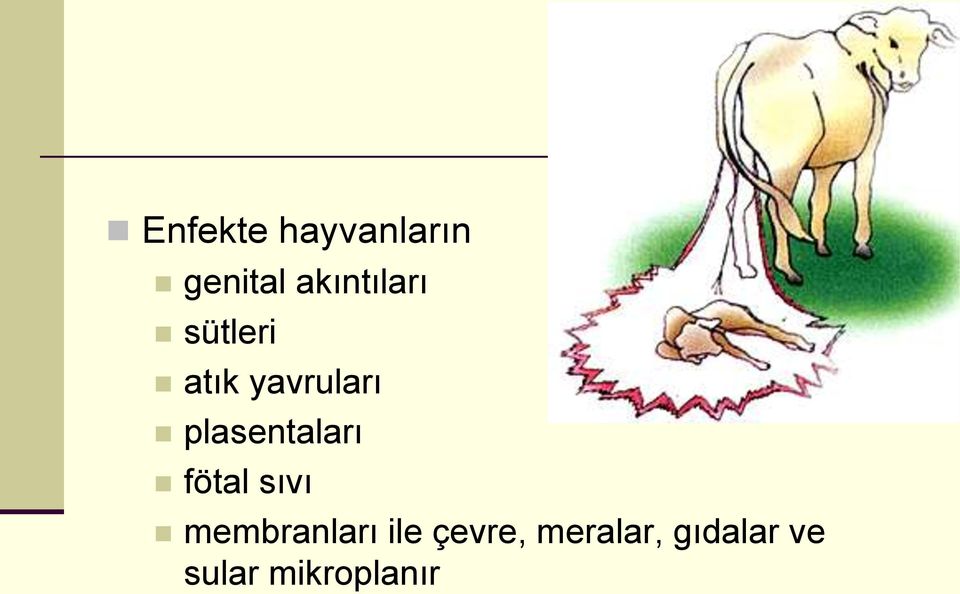 plasentaları fötal sıvı membranları