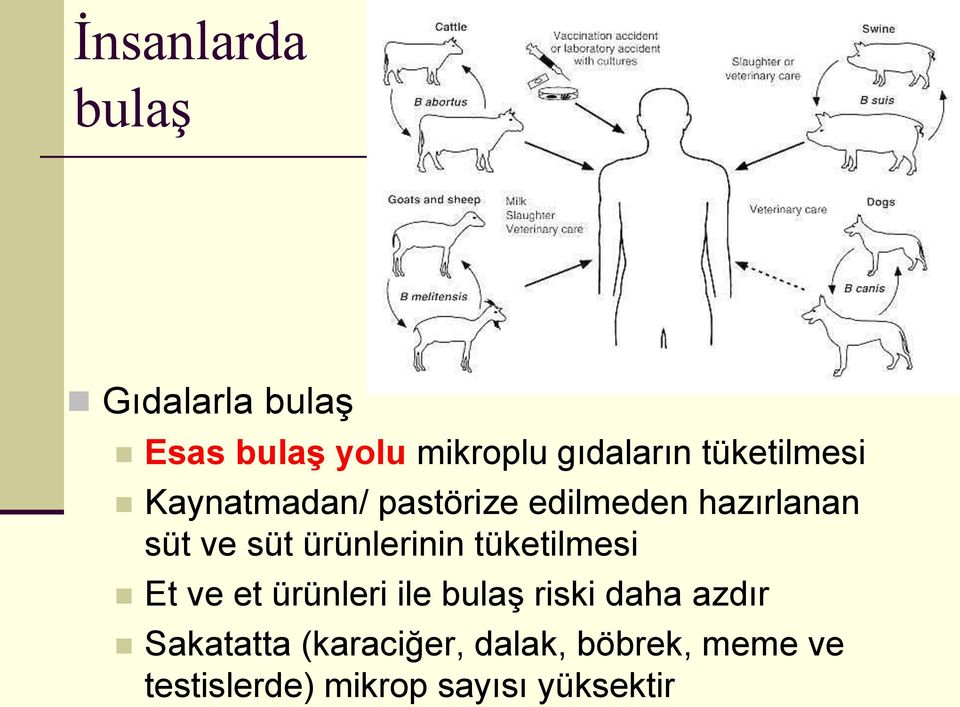 ürünlerinin tüketilmesi Et ve et ürünleri ile bulaş riski daha azdır