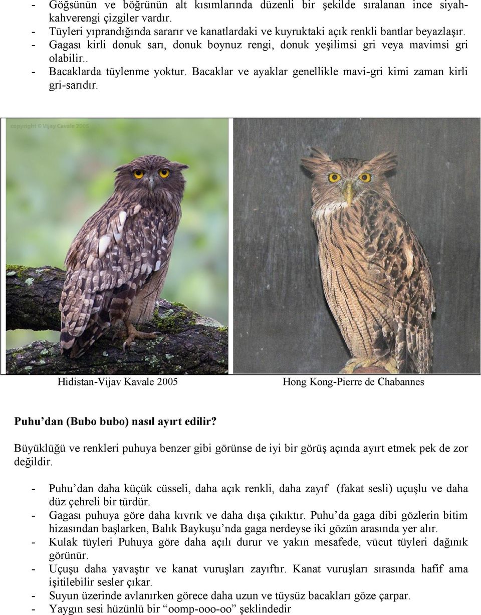 . - Bacaklarda tüylenme yoktur. Bacaklar ve ayaklar genellikle mavi-gri kimi zaman kirli gri-sarıdır. Hidistan-Vijav Kavale 2005 Hong Kong-Pierre de Chabannes Puhu dan (Bubo bubo) nasıl ayırt edilir?