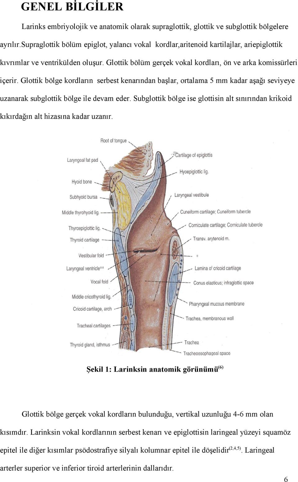 Glottik bölge kordların serbest kenarından başlar, ortalama 5 mm kadar aşağı seviyeye uzanarak subglottik bölge ile devam eder.