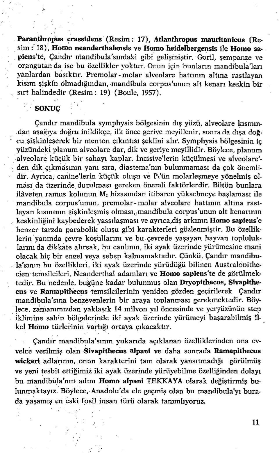 Onun içinbunların rnandibula'iarı yanlardan basıktır, Prernolar- molar alveolare hattının altına rastlayan kisım şişkin olmadığından, mandibula corpus'unun alt kenarı keskin bir sırt halindedir