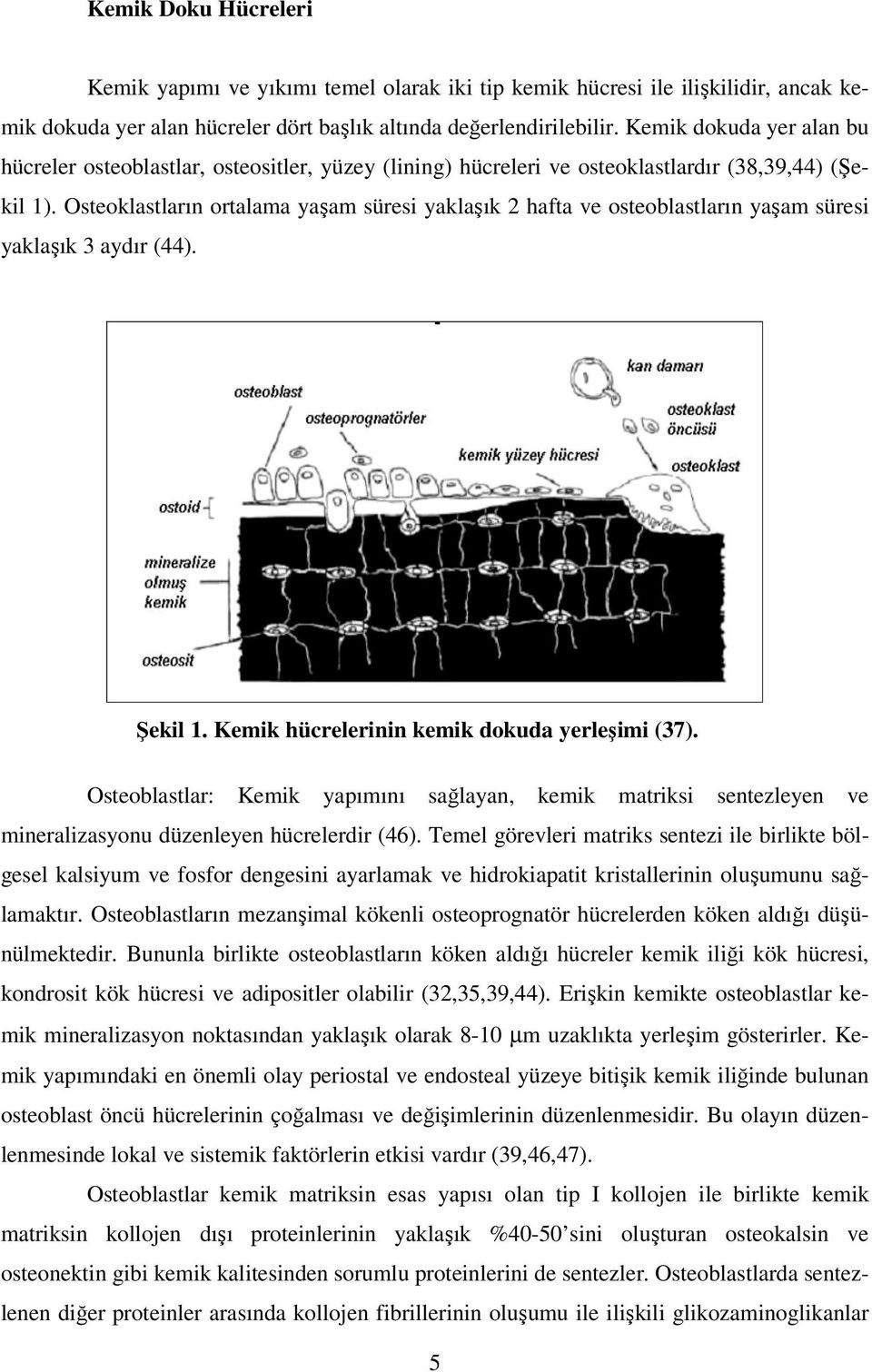 Osteoklastların ortalama yaşam süresi yaklaşık 2 hafta ve osteoblastların yaşam süresi yaklaşık 3 aydır (44). Şekil 1. Kemik hücrelerinin kemik dokuda yerleşimi (37).