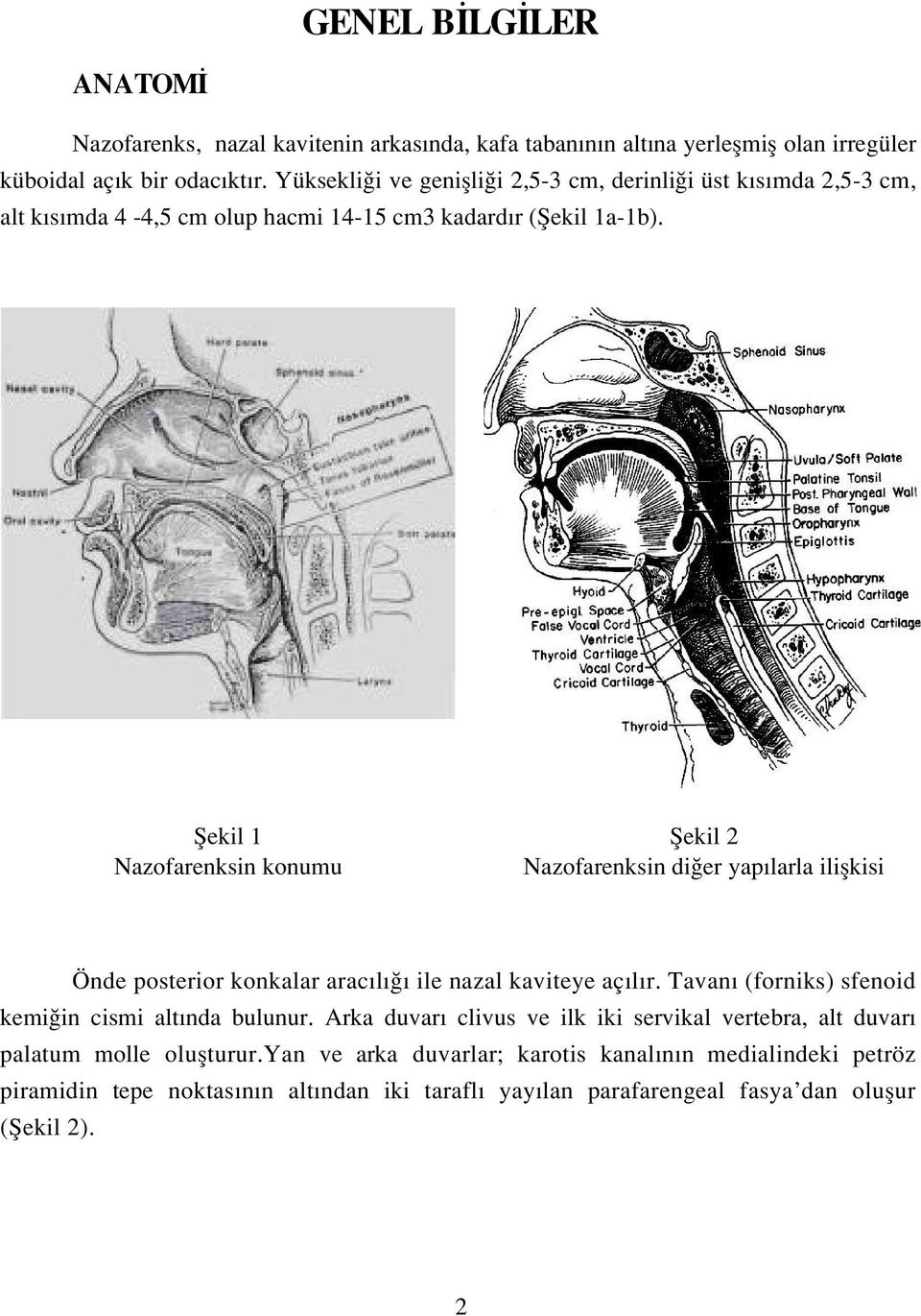 fiekil 1 Nazofarenksin konumu fiekil 2 Nazofarenksin di er yap larla iliflkisi Önde posterior konkalar arac l ile nazal kaviteye aç l r.